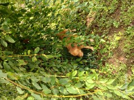 Demander un promeneur Demander un promeneur